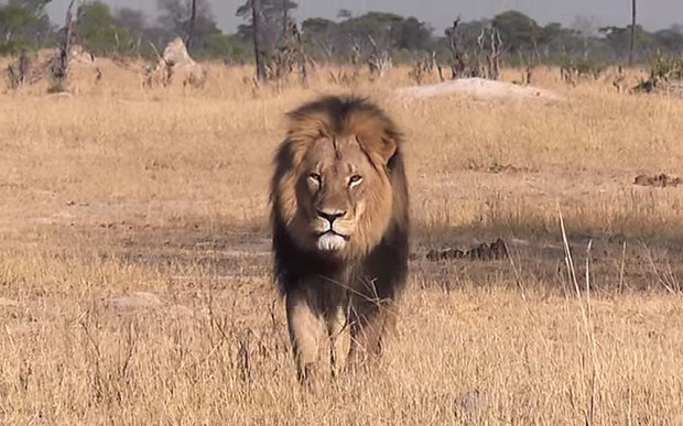 Le lion Cecil : une émotion collective pour la cause animale ?
